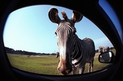 Zebra Magnet