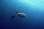 Dolphin picture