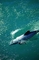 Dolphin picture
