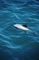 Dolphin picture