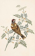 Bramble Finch T-Shirt