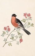 Bull Finch T-Shirt