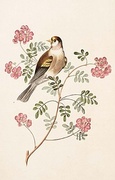 Goldfinch T-Shirt