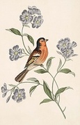Pie Finch T-Shirt