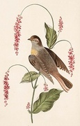 Redstart T-Shirt