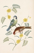 Tomtit Magnet