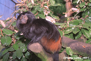 Black Lion Tamarin