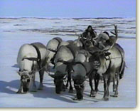 NENETS REINDEER SLED