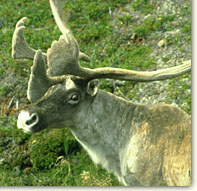 LABRADOR NULLIAK CARIBOU
