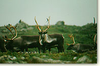 CARIBOU