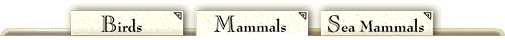 NAVIGATION BAR UNDERLINE