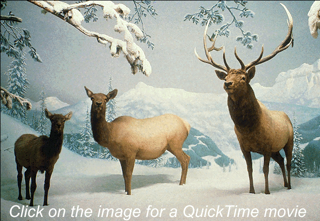 elks in winter